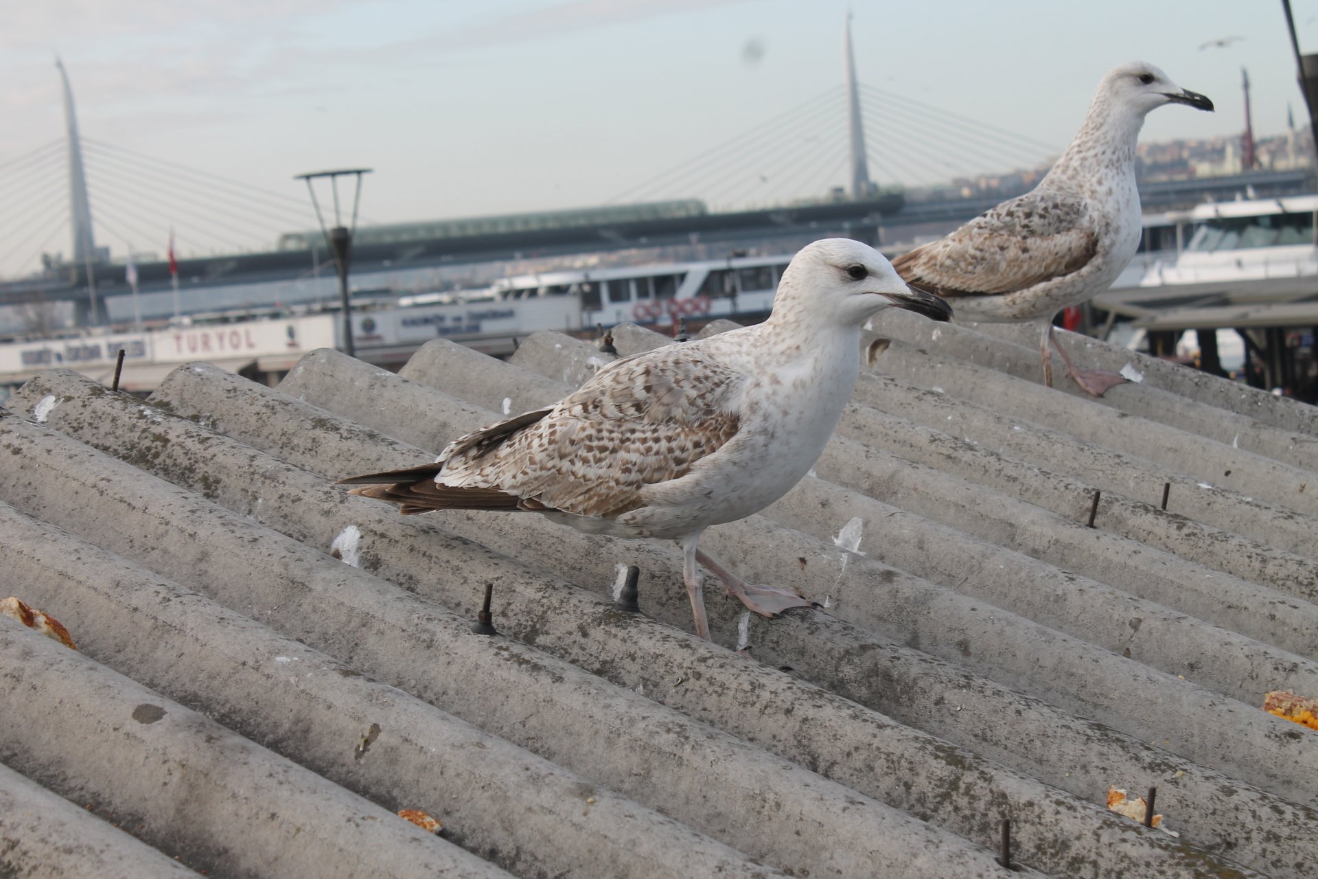 Download Bird Animal Seagull 4k Ultra HD Wallpaper