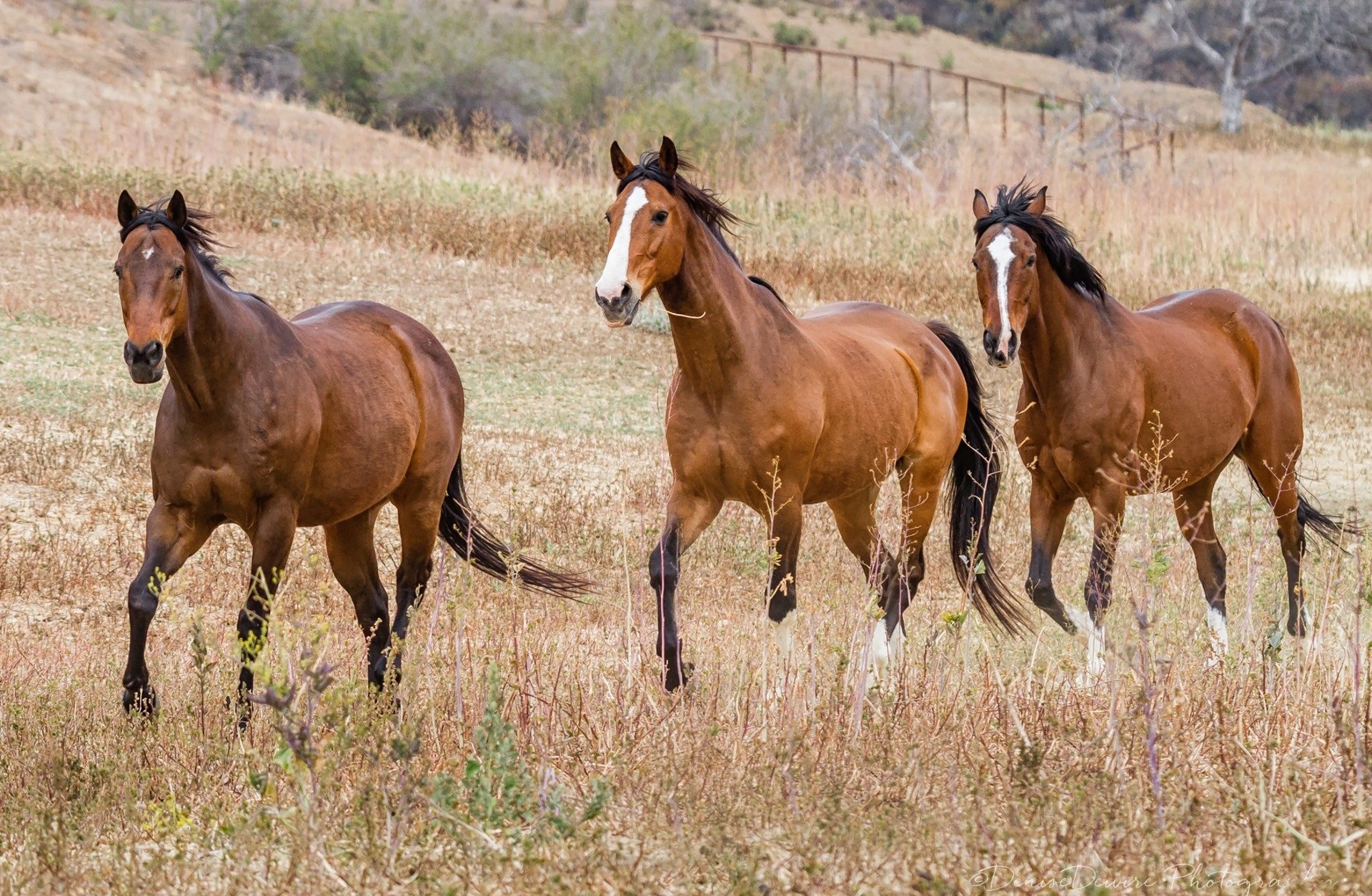 Download Animal Horse HD Wallpaper
