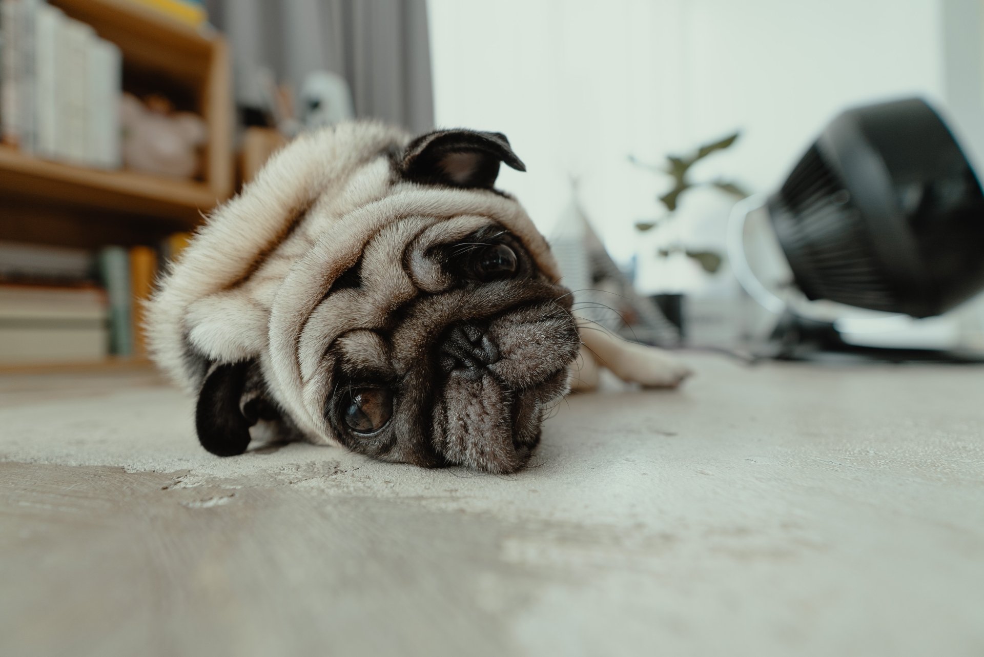 4K Ultra HD wallpaper of a relaxed pug dog lying on a wooden floor in a cozy indoor setting with a blurred background.