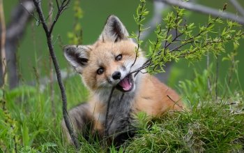 Fox Pfp