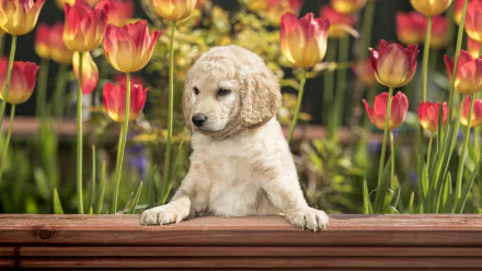 goldendoodle baby animal tulip dog Animal puppy HD Desktop Wallpaper | Background Image