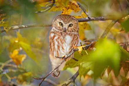 boreal owl bird Animal owl HD Desktop Wallpaper | Background Image