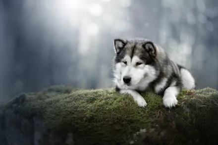 dog moss Animal alaskan malamute HD Desktop Wallpaper | Background Image