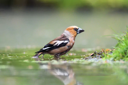 reflection bird Animal Hawfinch HD Desktop Wallpaper | Background Image