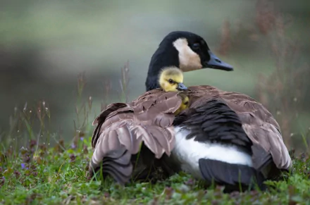 baby animal duckling Animal canada goose HD Desktop Wallpaper | Background Image