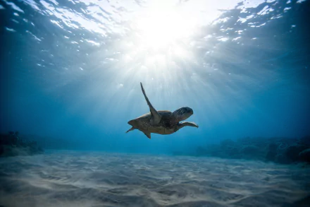 Underwater 8K Ultra HD wallpaper of a sea turtle swimming beneath sunbeams in clear ocean water, showcasing vibrant sea life and natural light.