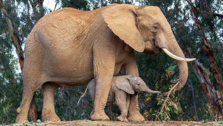 A baby African bush elephant stands close to its mother against a natural backdrop, captured in stunning 4K Ultra HD quality.