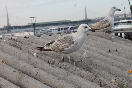 bird Animal seagull HD Desktop Wallpaper | Background Image