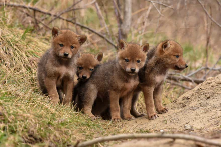 A litter of four fox or coyote cubs standing closely together in a natural grassy and wooded environment, captured in sharp HD quality.