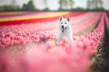 pink flower tulip flower depth of field dog Animal swiss shepherd HD Desktop Wallpaper | Background Image