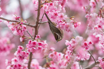  Taiwan Yuhina (yuhina brunneiceps)