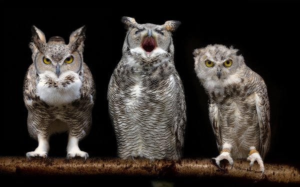 Animal Owl Birds Owls Bird HD Wallpaper | Background Image
