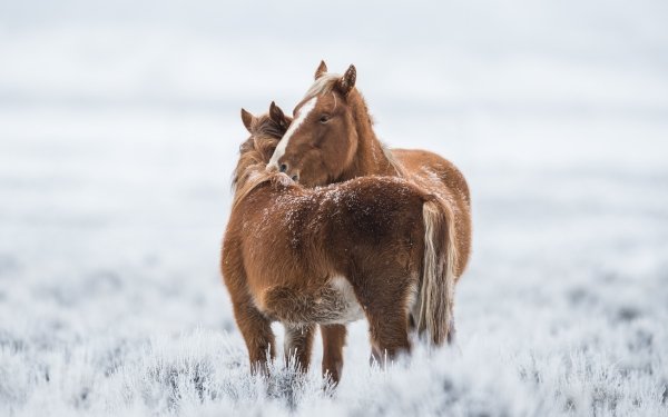Animal Horse Winter Depth Of Field HD Wallpaper | Background Image