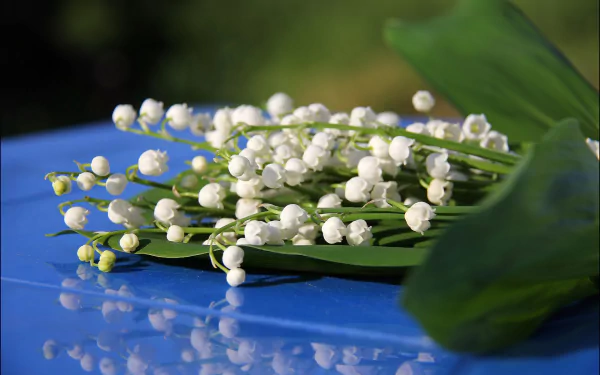 flower nature lily of the valley HD Desktop Wallpaper | Background Image