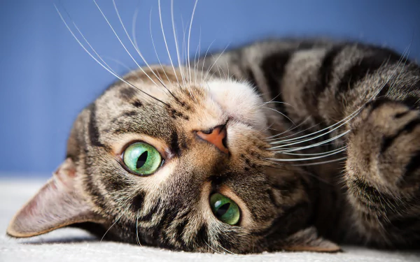 Close-up of a cute tabby cat with striking green eyes lying on its side against a blue background, captured in 4K Ultra HD for a detailed PC desktop wallpaper.