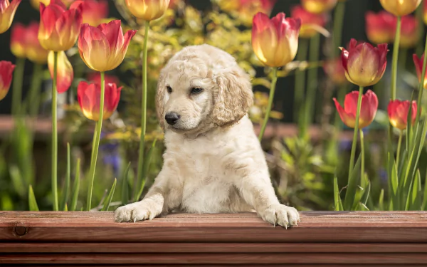 goldendoodle baby animal tulip dog Animal puppy HD Desktop Wallpaper | Background Image