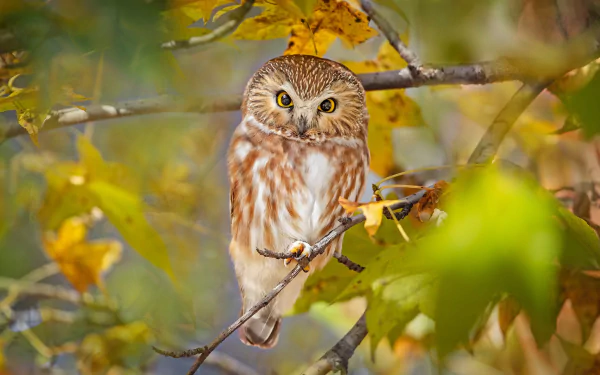 boreal owl bird Animal owl HD Desktop Wallpaper | Background Image