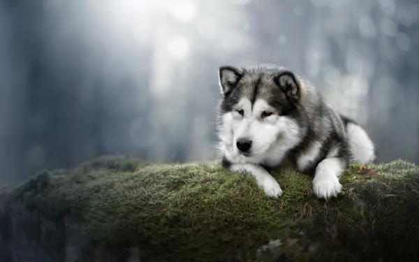 An Alaskan Malamute dog resting on moss in a serene, softly blurred natural setting, captured in high-definition for a PC desktop wallpaper.
