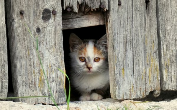 Animal Cat Cats Cute Kitten HD Wallpaper | Background Image