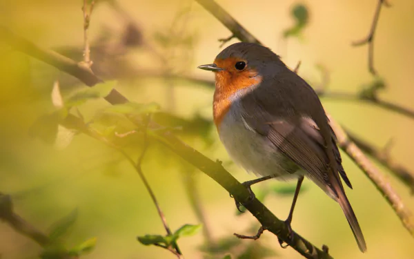 bird Animal robin HD Desktop Wallpaper | Background Image