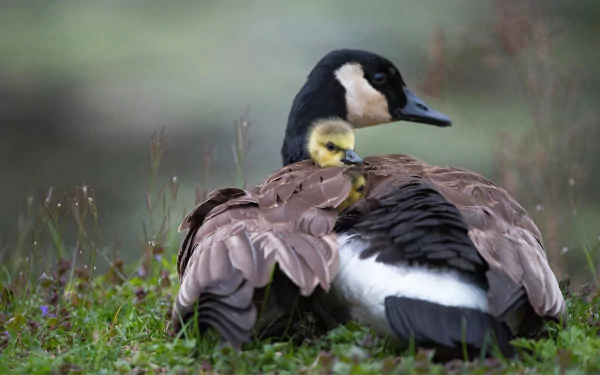 baby animal duckling Animal canada goose HD Desktop Wallpaper | Background Image