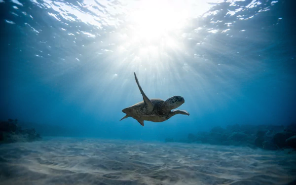 sea life sunbeam underwater Animal turtle HD Desktop Wallpaper | Background Image