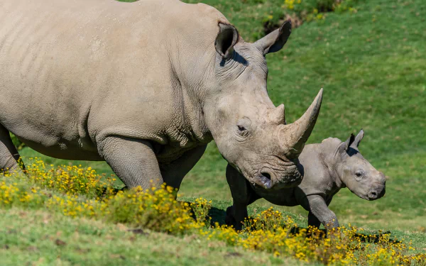 A baby rhino walks alongside an adult rhino through a grassy field dotted with yellow flowers, captured in stunning 4K Ultra HD for a PC desktop wallpaper.