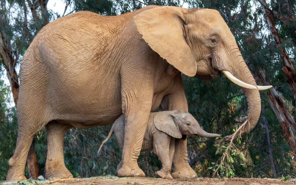 baby animal Animal African bush elephant HD Desktop Wallpaper | Background Image