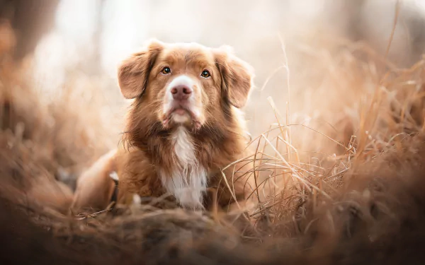 dog Animal nova scotia duck tolling retriever HD Desktop Wallpaper | Background Image