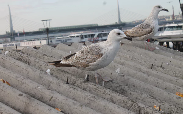 bird Animal seagull HD Desktop Wallpaper | Background Image