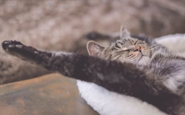 Animal Cat Cats Relax HD Wallpaper | Background Image