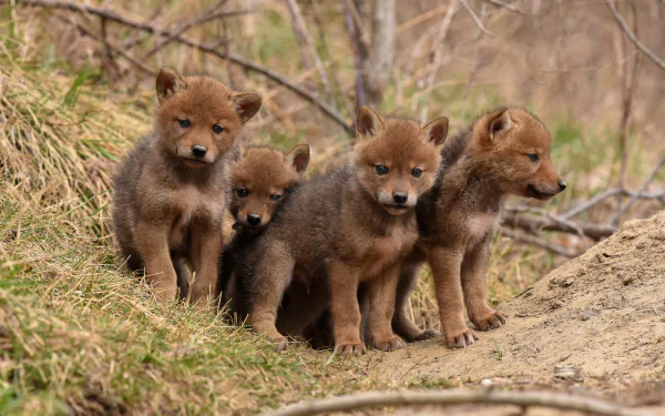 A litter of four fox or coyote cubs standing closely together in a natural grassy and wooded environment, captured in sharp HD quality.
