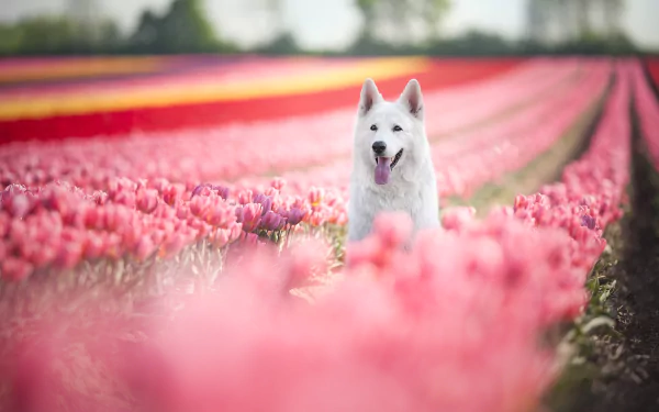 pink flower tulip flower depth of field dog Animal swiss shepherd HD Desktop Wallpaper | Background Image