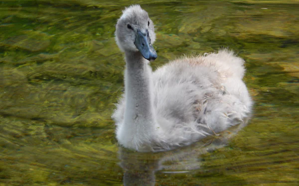  Young Swan