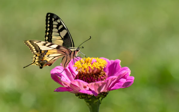 Macro HD PC desktop wallpaper background of a yellow-and-black swallowtail butterfly (insect, animal) feeding on a pink zinnia flower against a soft green backdrop.