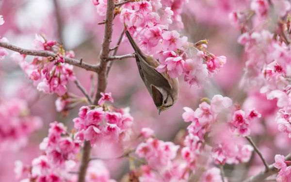  Taiwan Yuhina (yuhina brunneiceps)