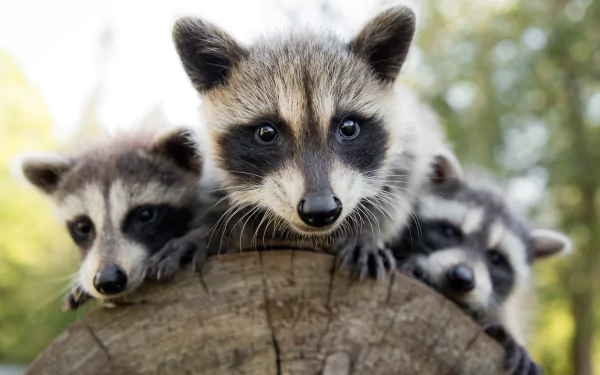 Close-up of three curious raccoon babies peeking over a log, captured in 4K Ultra HD for a vibrant PC desktop wallpaper and background.