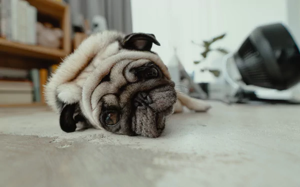 4K Ultra HD wallpaper of a relaxed pug dog lying on a wooden floor in a cozy indoor setting with a blurred background.