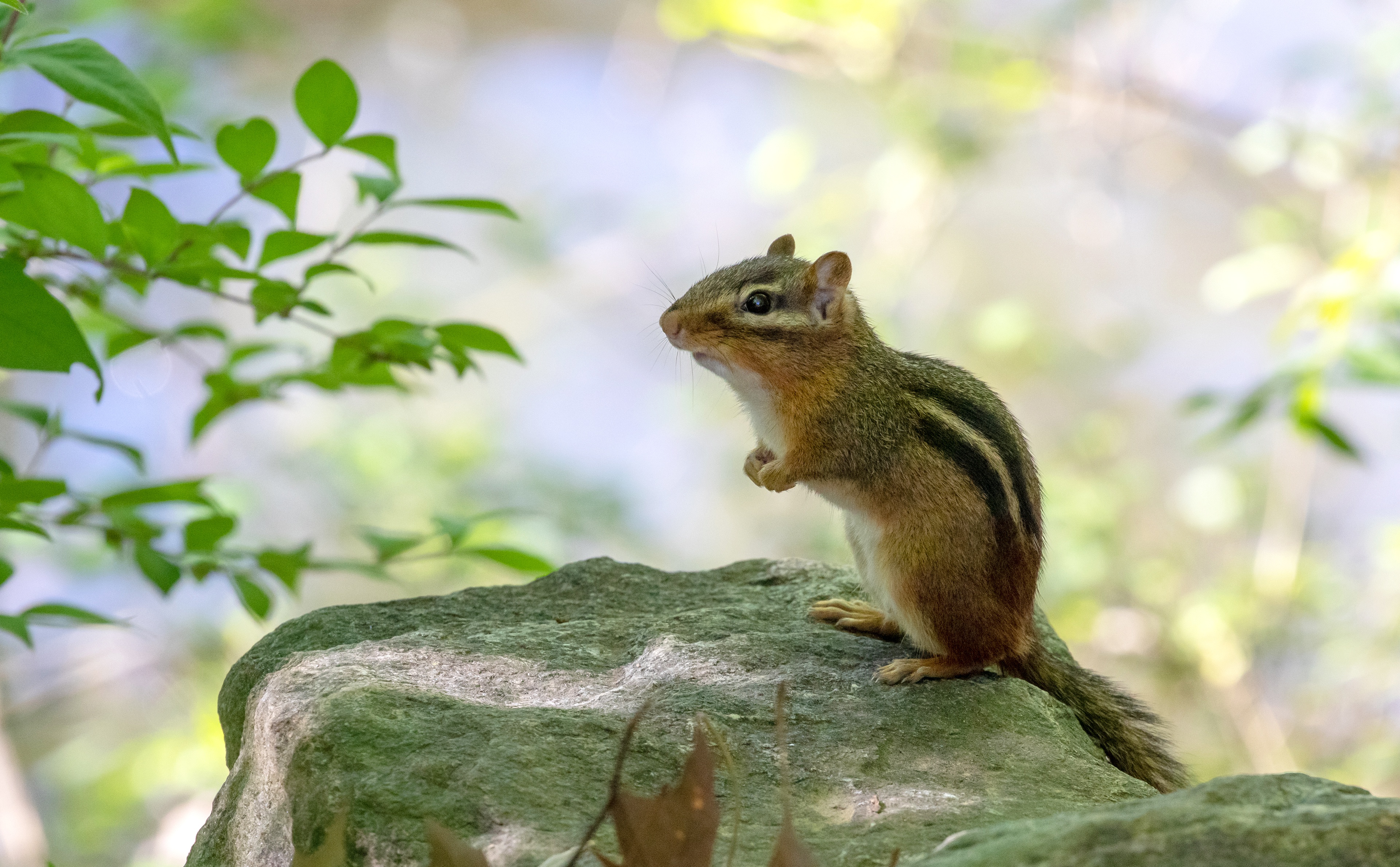 500+ Chipmunk Pictures [HD] | Download Free Images on Unsplash