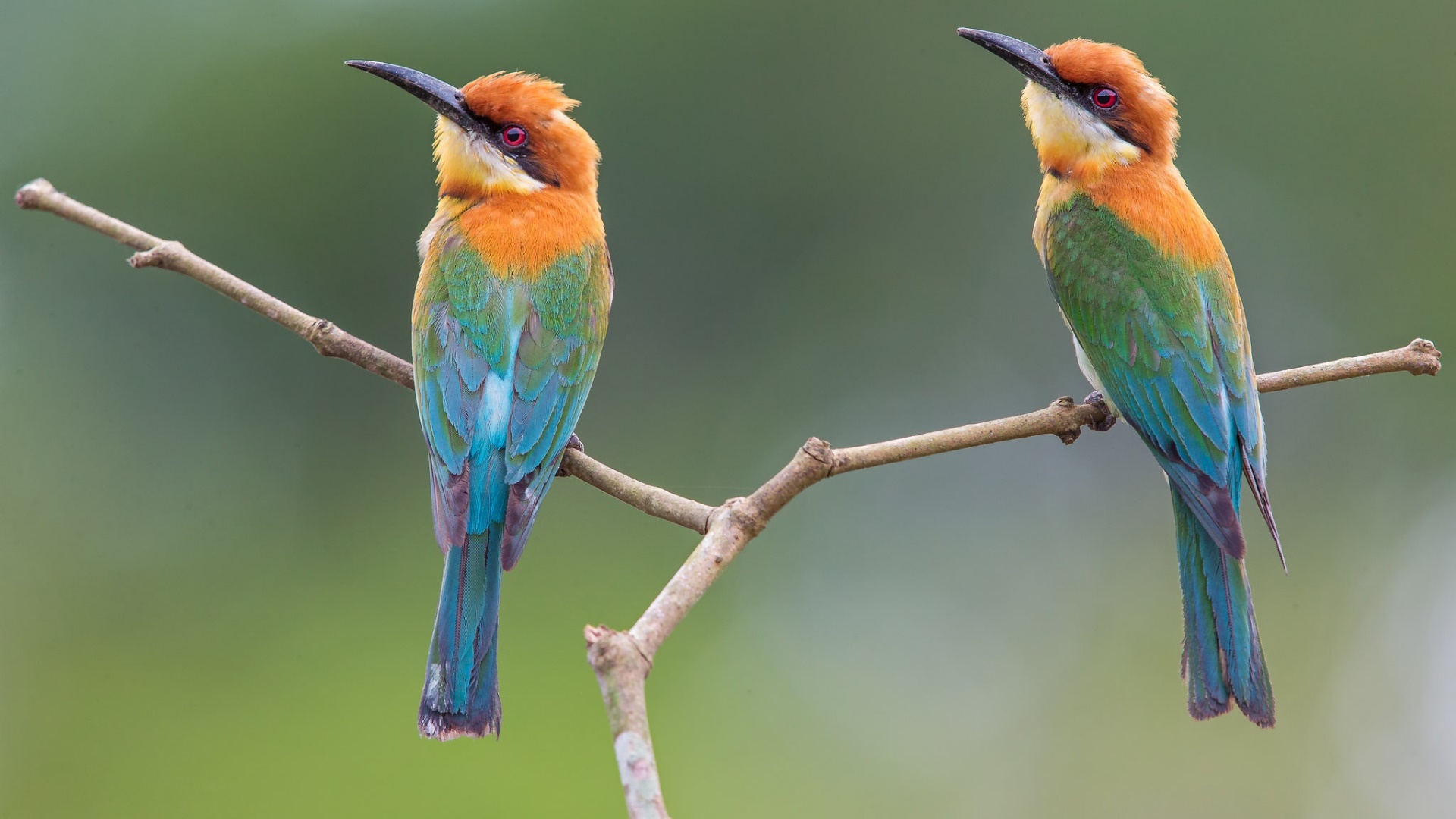 Animal Bee-eater HD Wallpaper | Background Image