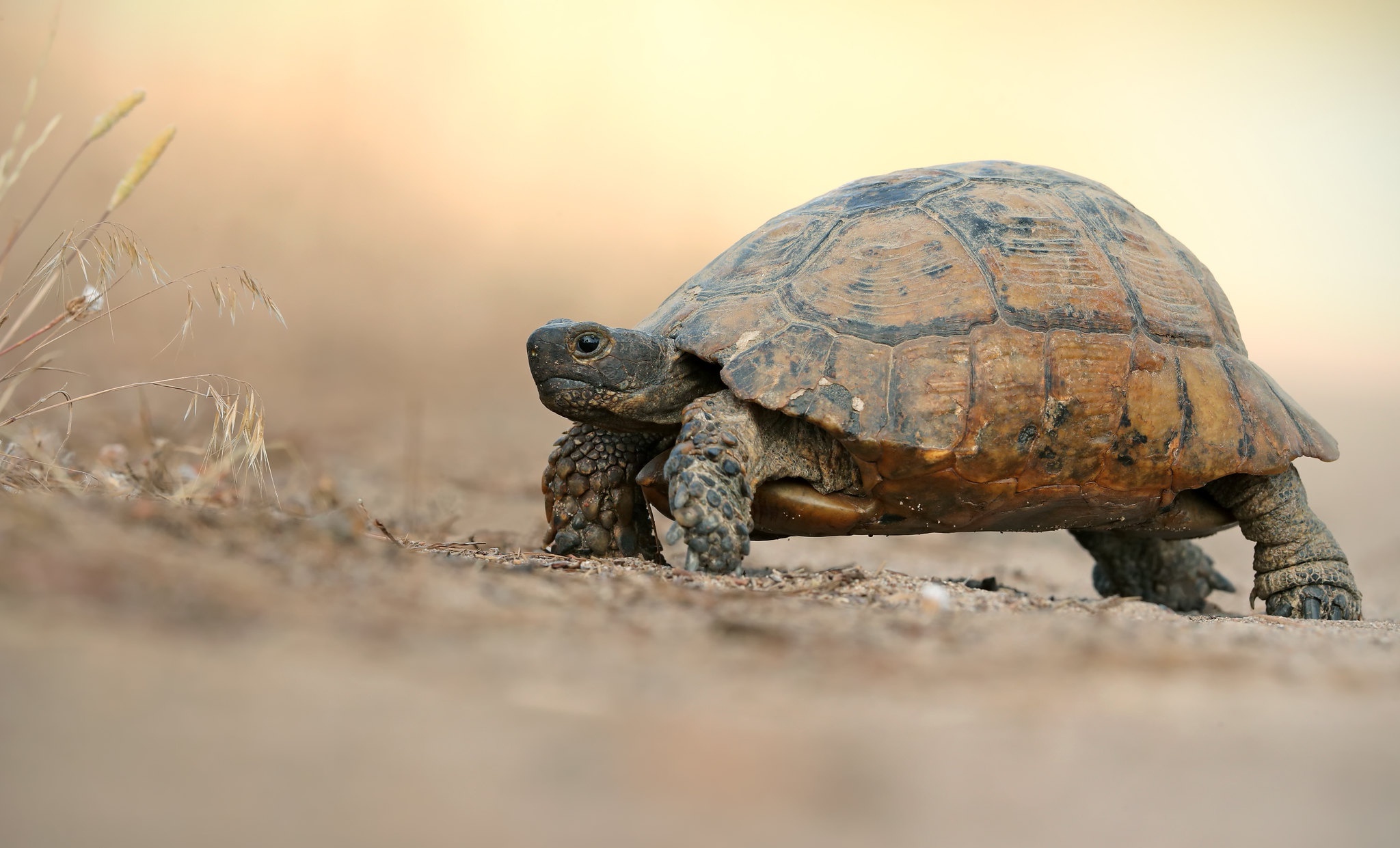 Animal Tortoise HD Wallpaper | Background Image