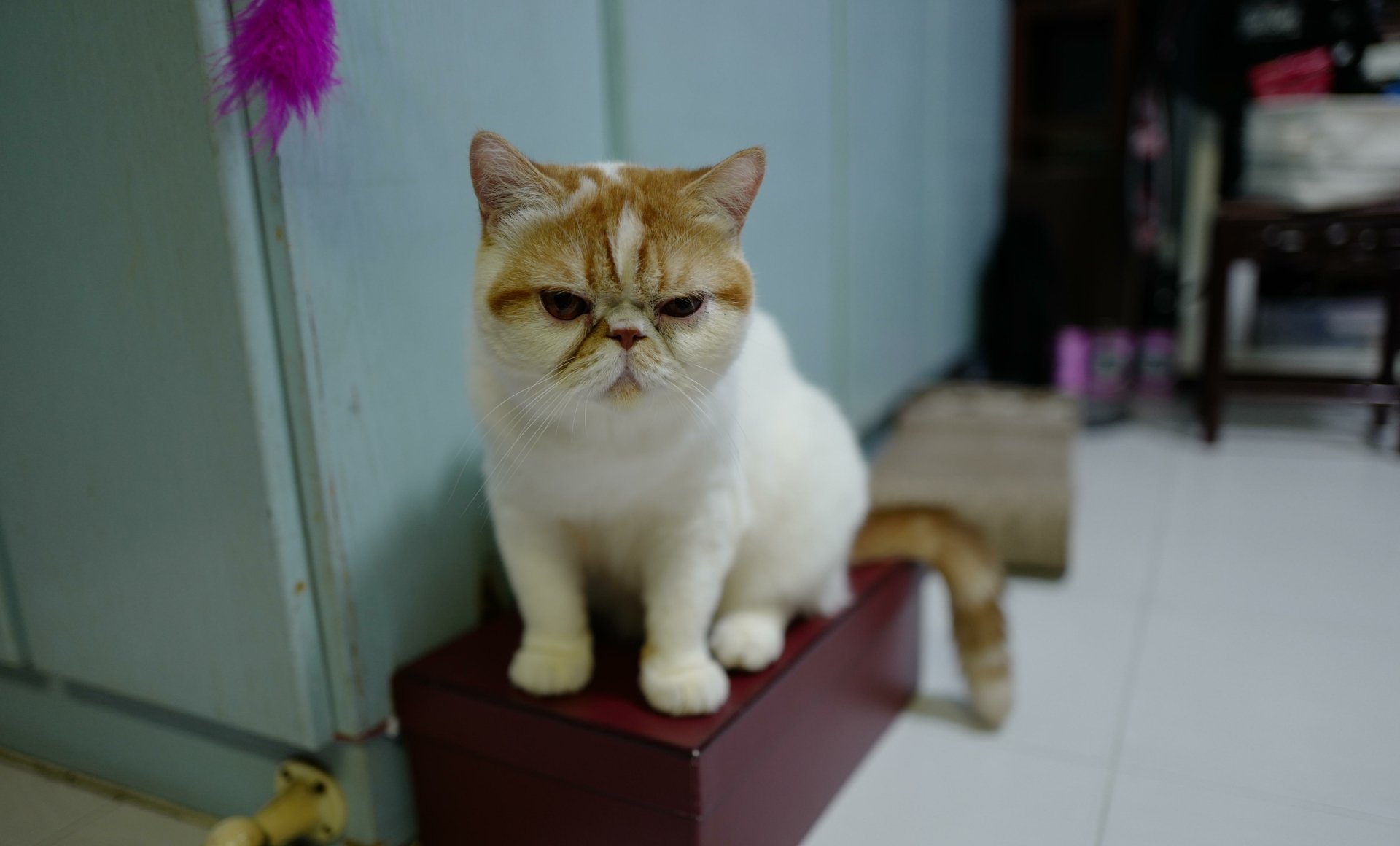 Download Animal Cat 4k Ultra HD Wallpaper