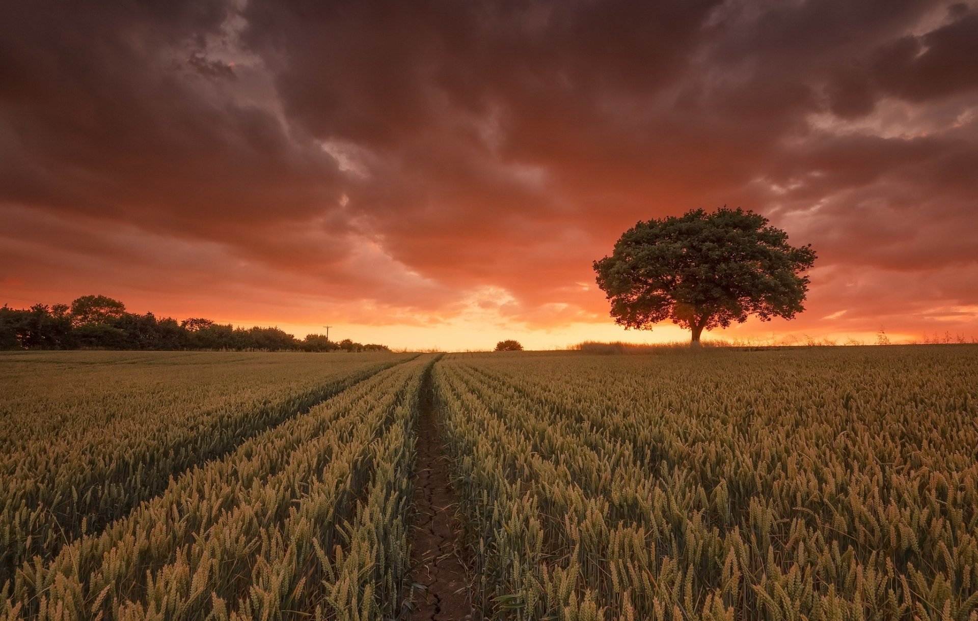 Download Nature Tree Sunset Field Wheat HD Wallpaper | 2048x1301 ...