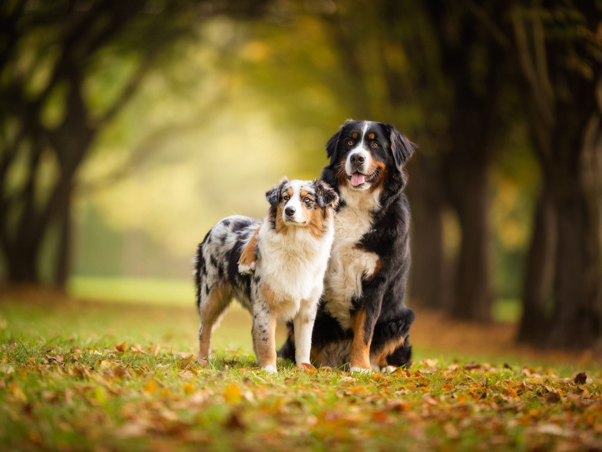 HD PC desktop wallpaper showing an Australian Shepherd and a Bernese Mountain Dog together on a leaf-strewn path under a tunnel of trees.