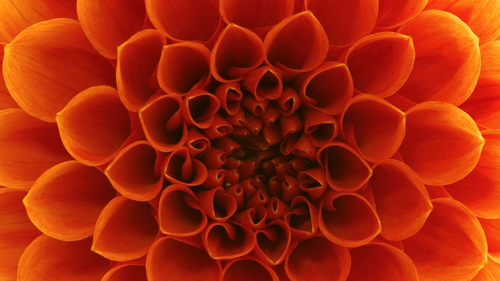 Close-up of Orange Dahlia