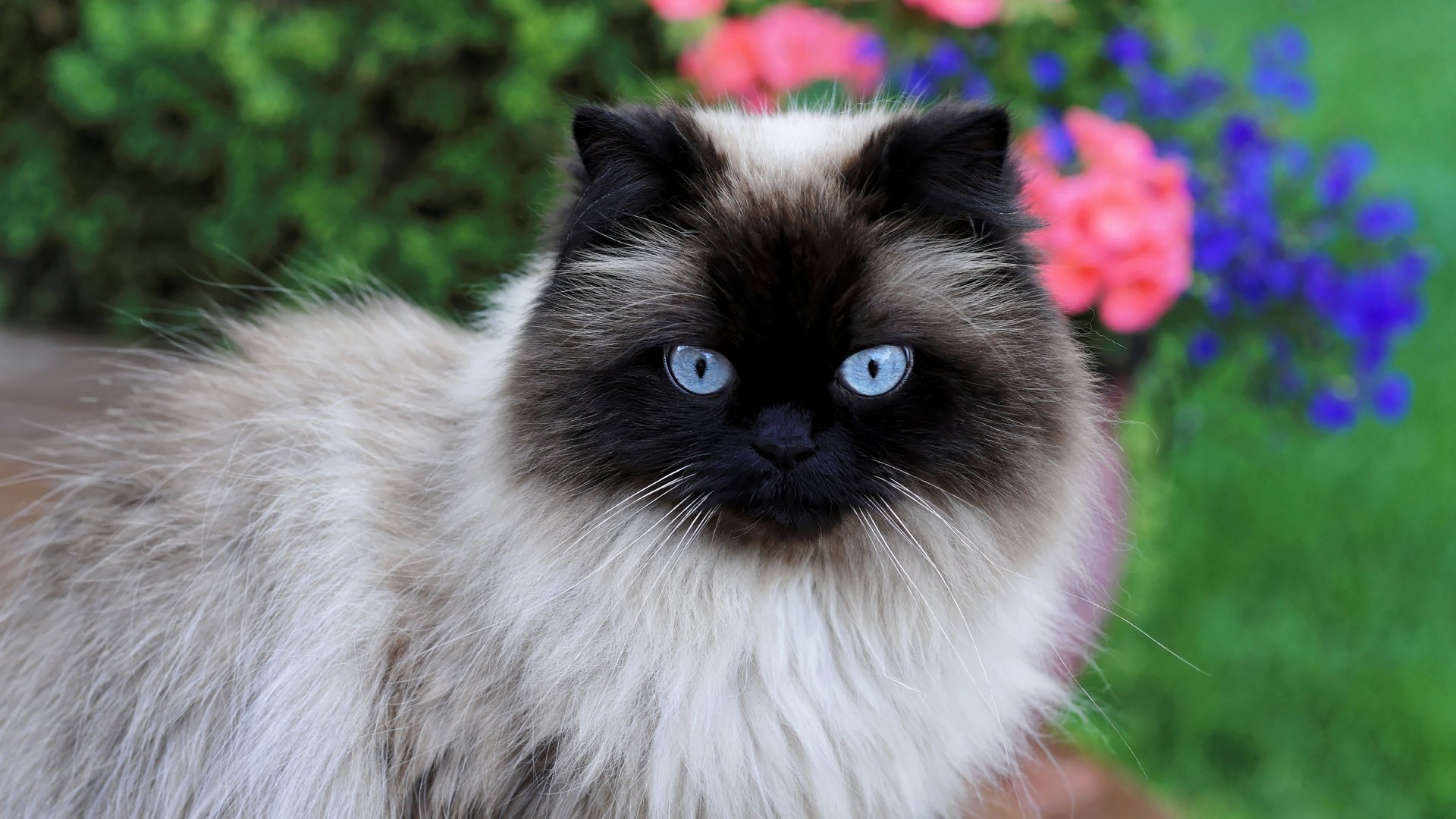 HD PC desktop wallpaper featuring a close-up of a Siamese cat with striking blue eyes against a blurred garden background of pink and purple flowers.