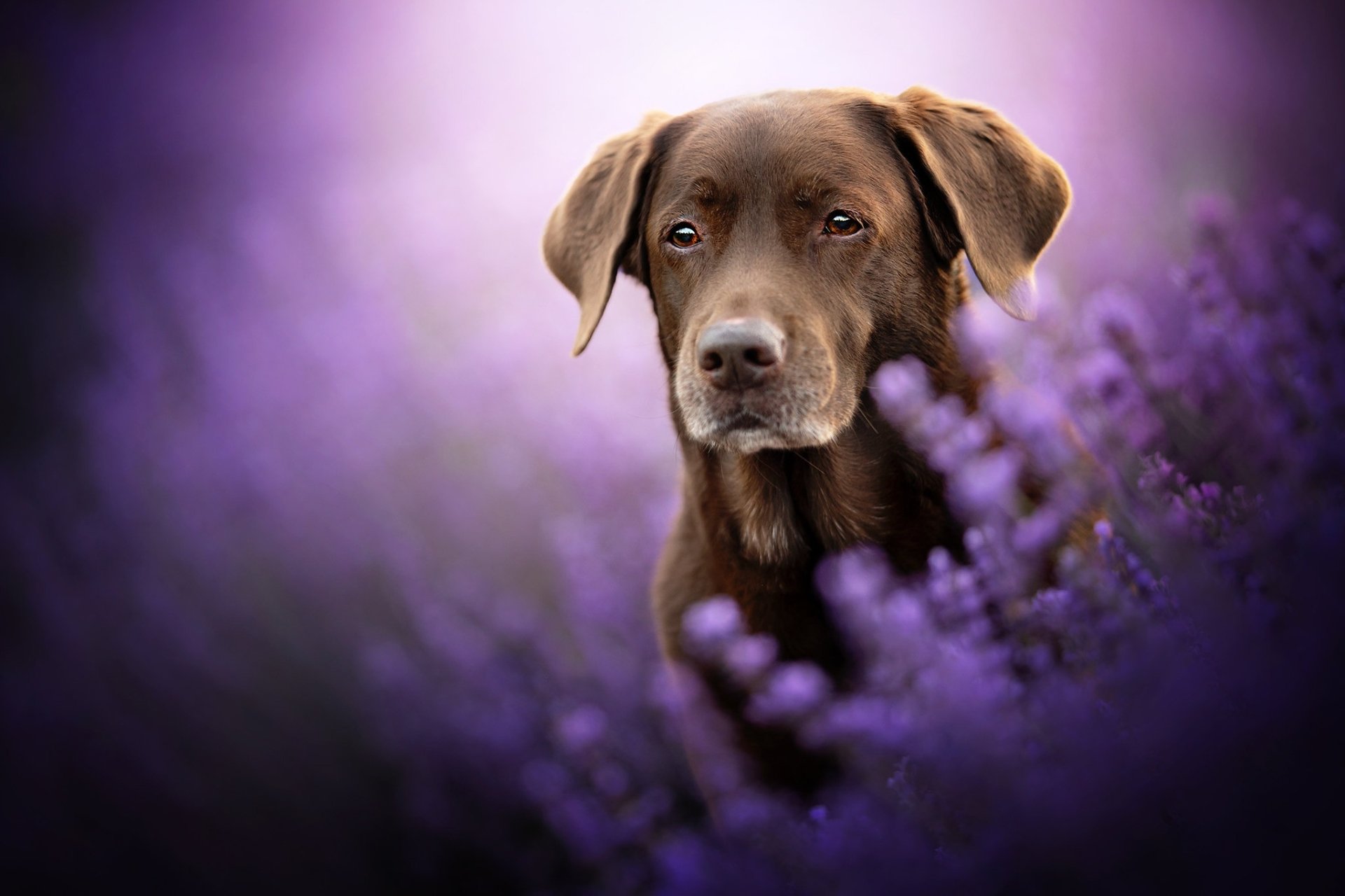 Lavender Fields HD Wallpaper featuring Labrador Retrievers