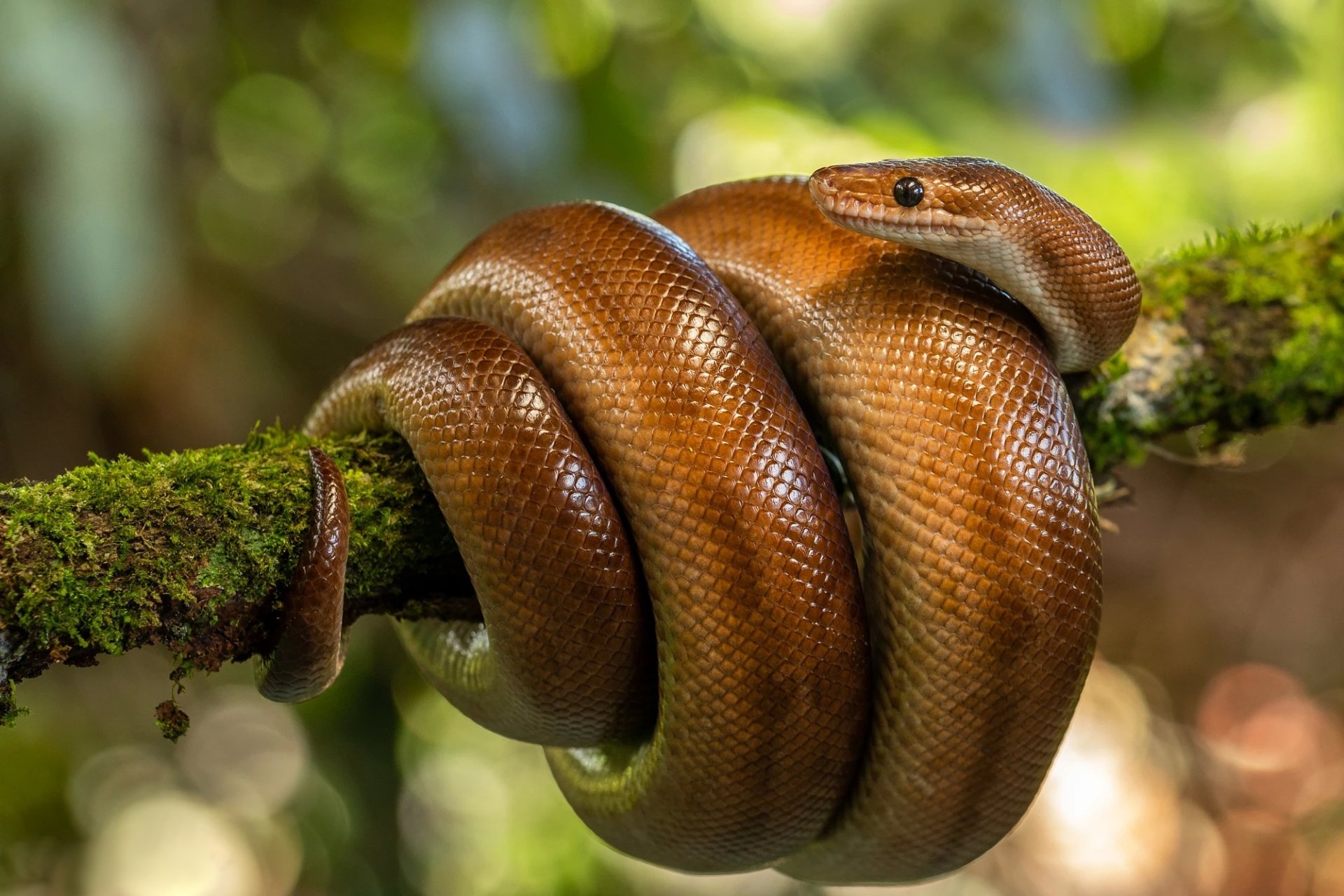 Download Reptile Animal Snake HD Wallpaper