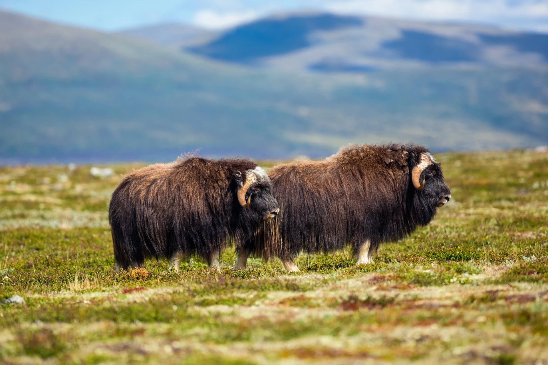 Download Animal Muskox HD Wallpaper