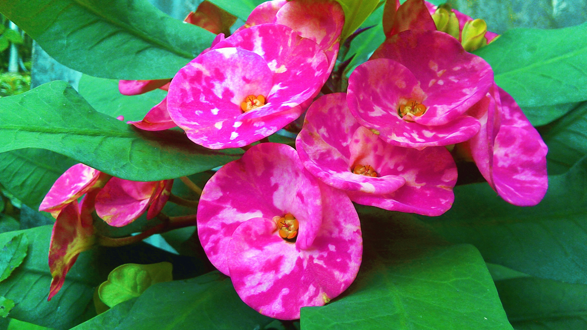 Download Nature Flower HD Wallpaper by wanel07